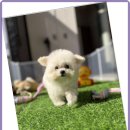 광주 강아지분양 고양이분양 어반펫 광주본점 이미지