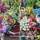 이리꽃도매