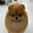 울산애견미용 러빙도기 이미지