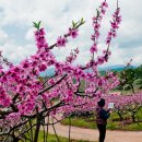 삼화1리 이미지