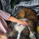 사랑할개 | 대형견출장목욕 사랑할개 후기