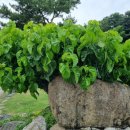 계봉농장 이미지