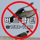 비둘기빌라