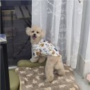 놀이터 반려견 미용실 | 바쁜 일상 속 내 소중한 반려견, 이천애견놀이터 오키독키에서 안심 케어받는 방법