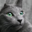 블루머핀 이미지