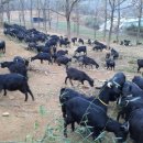 강진흑염소 이미지