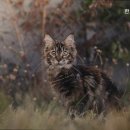 한호동물병원 이미지