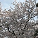 사직야구장 중앙상단석 57블럭 직관후기(예매방법, 교촌치킨 포장)