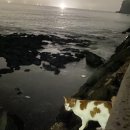 낭만고냥이 이미지