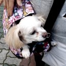 MS동물병원 이미지