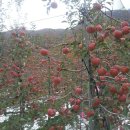 원동초등학교이천분교 이미지