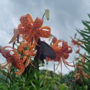 섬지농원의 나리꽃과 검은나비 이미지
