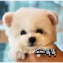 미니퍼피 이미지