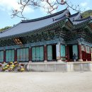 율원3천 Daum카페