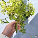 (주)샛별관광