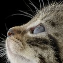 삼마네개냥이 이미지