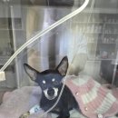 서수원동물병원 | 서수원 11살 미니핀 노견 강아지 자궁축농증 수술비용과 후기 외과전문 수원튼튼동물병원