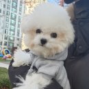 판도라독 | 인천강아지분양 판도라독 가정분양 후기! 집으로 온 똑똑이 🐾