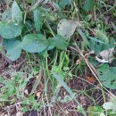 이안농장 이미지