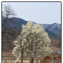 어단1리 이미지