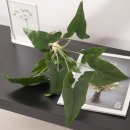 녹색플라워 이미지