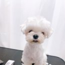 미용하는강아지 - 은평구 증산로17길 6 | 미용하는강아지