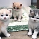 캣파라다이스 이미지