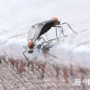 러브버그 논란… 생태적 균형에 ‘나쁜 곤충’은 없다[과학으로 세상 보기/이은희] 이미지