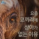 상아 이미지