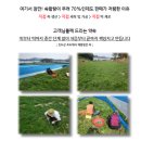 새섬해풍쑥 조도 쑥떡 찰떡 쑥인절미 2kg 후기｜콩고물 포함이라 아침 식사대용으로 딱