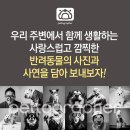 펫토그래퍼 이미지