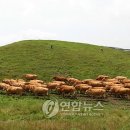 초원인력 이미지
