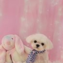 몽실묭실 이미지