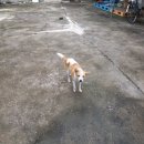 바둑이마을 이미지