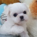 우아펫