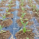 화림농장 이미지