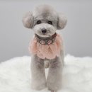 몽트라슈 이미지