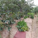 솔밭에덴하우스 이미지