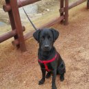 행복한깜시 이미지