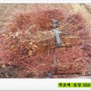 푸르매농장 이미지