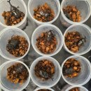 도마바얌 이미지