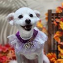 꿈의 애견미용 이미지