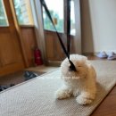 제주도게스트하우스함덕주택 이미지