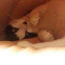 지오펫