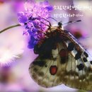 도  장 이미지