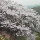 상당산성(上黨山城)에서 본 흰 벚꽃을 노래함 이미지