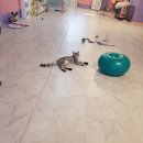 땡큐멍냥 이미지