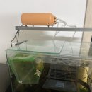 대광 | 어항 4구 기포기 [대광 DK-3000] 내돈내산 후기