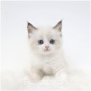 광주강아지분양 고양이분양 도로시펫 이미지