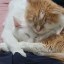 장화신은 고양이 & 강아지 미용 이미지